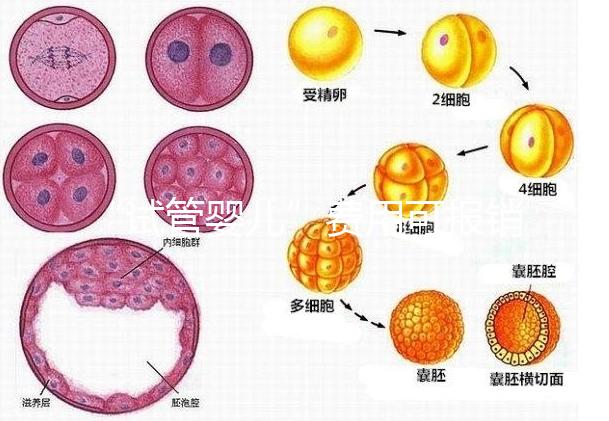 “試管嬰兒”費用可報銷!11月1日起,患者可在柳人醫享受新政迎“好孕”