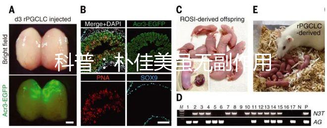 科普：樸佳美雖無副作用，但也不能和同類型藥品同吃