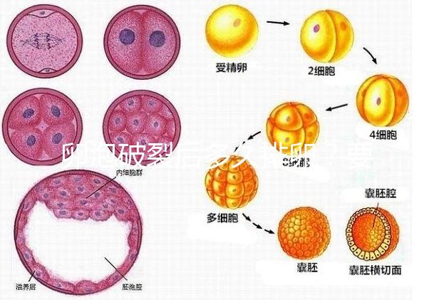 卵泡破裂后多久排卵？要想受孕更容易，這個(gè)時(shí)間別錯(cuò)過！