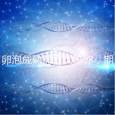 卵泡成熟需多久排卵，期間如何護理可提高受孕率