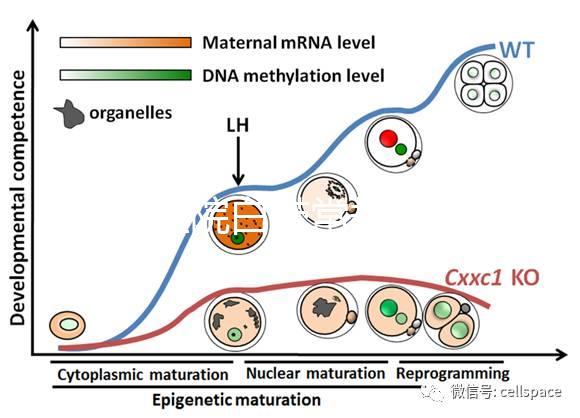華西醫(yī)院白帶常規(guī)費(fèi)用真心貴，事后不憑醫(yī)保報(bào)銷(xiāo)虧大發(fā)