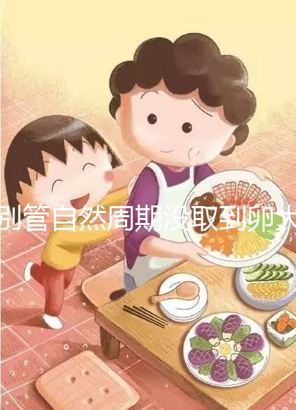 別管自然周期沒取到卵大夫當時會不會說了，沒通知這么辦