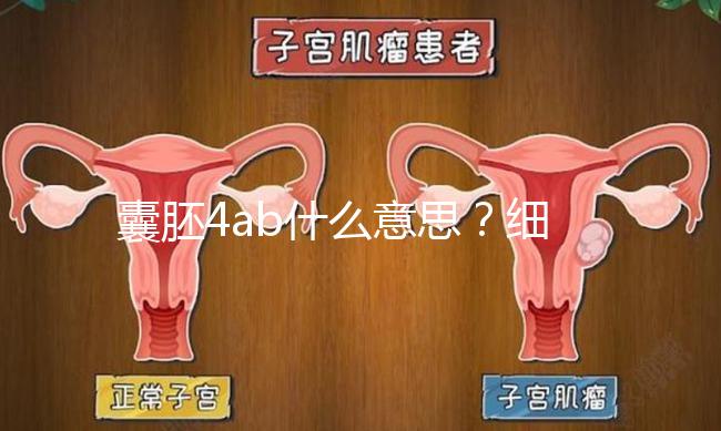 囊胚4ab什么意思？細說移植成功率