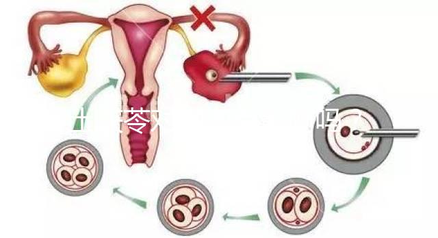 土茯苓對卵泡有影響嗎？可以調經分析嗎？看完就清楚了
