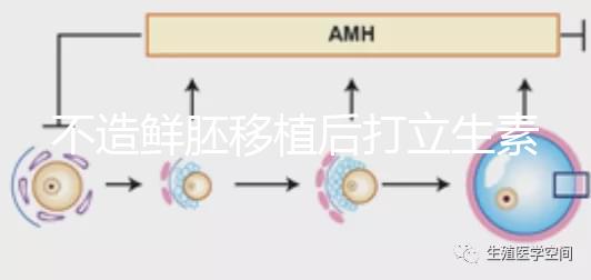 不造鮮胚移植后打立生素有無影響戳，過量小心不著床