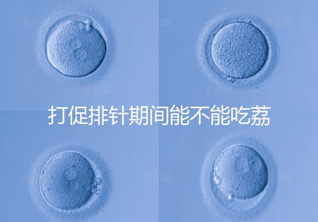 打促排針期間能不能吃荔枝看月份，想促進卵泡發育別亂食用