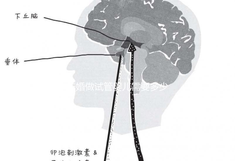 未婚做試管嬰兒需要多少錢？公立醫(yī)院費(fèi)用大概在3-12萬