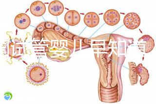 泰國試管嬰兒早知道，威它尼醫(yī)院Vejthani圖文攻略
