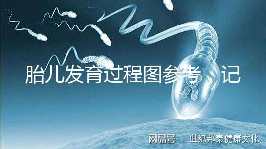 胎兒發育過程圖參考，記錄胚胎從一到九個月變化