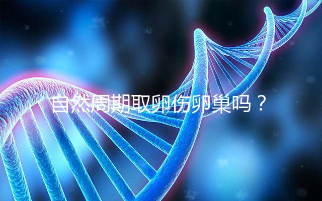 自然周期取卵傷卵巢嗎？對女性的這3大影響不能忽視