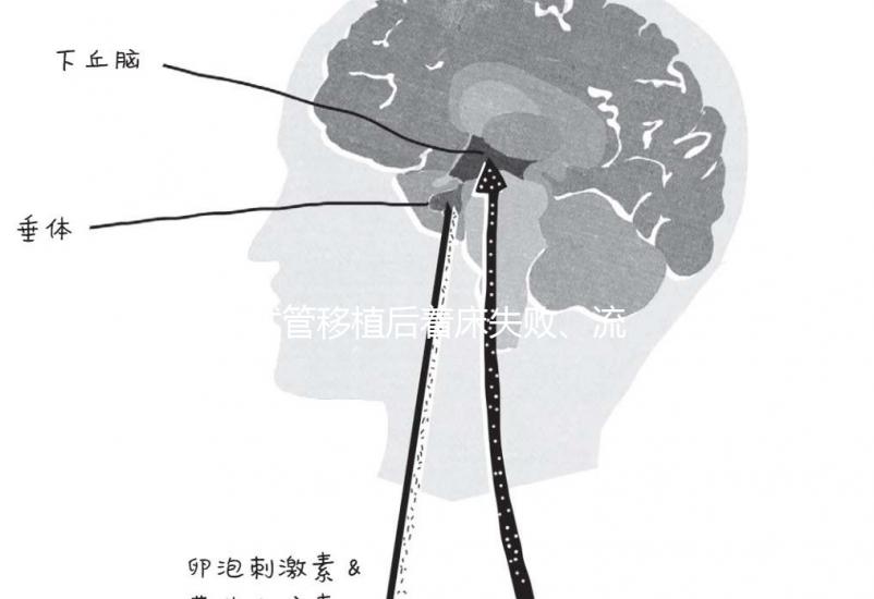 試管移植后著床失敗、流產？可能是“封閉抗體”出了問題