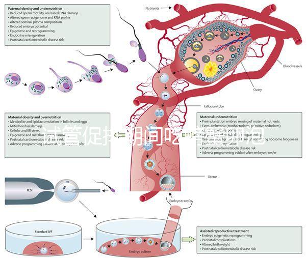 試管促排期間吃螃蟹卵泡不長了？食用后究竟會怎樣一看便知