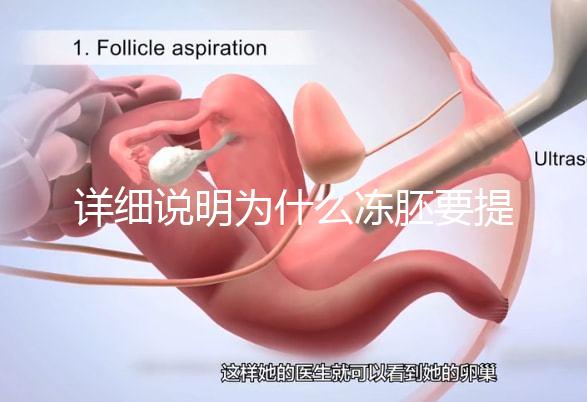 詳細說明為什么凍胚要提前一兩天解凍，有沒有影響一目了然