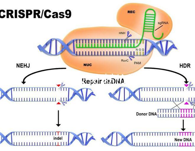 貝因美孕婦奶粉價格介紹，便宜貨網站查詢分真偽