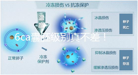6ca囊胚級別真不差！嘗試移植才有機(jī)會(huì),有信心才能“好孕”